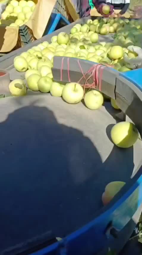 سیب سفید درجه یک سه ردیفه|خوردنی و آشامیدنی|محمدبار, |دیوار