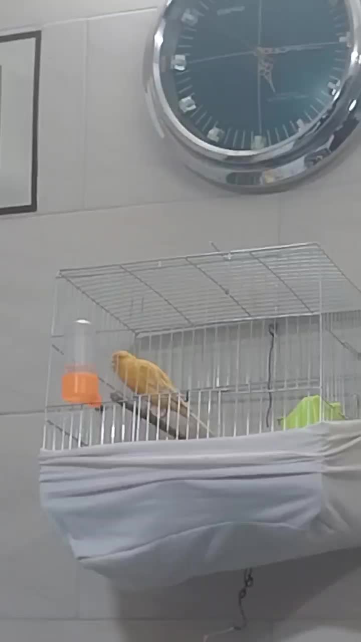 سهره نر نشوندار قناری آماده|پرنده|شاهین‌شهر, گزبرخوار|دیوار