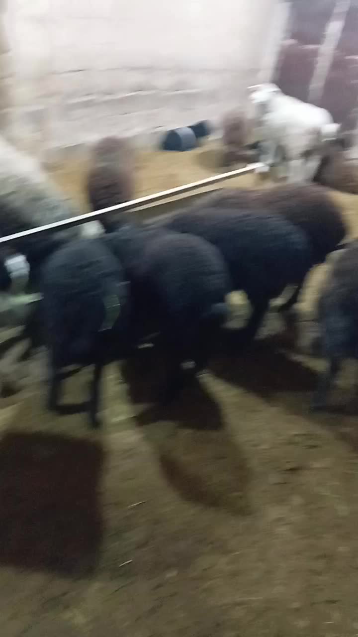 بره نر میش قوچ بزغاله|حیوانات مزرعه|محمدشهر, محمدشهر|دیوار