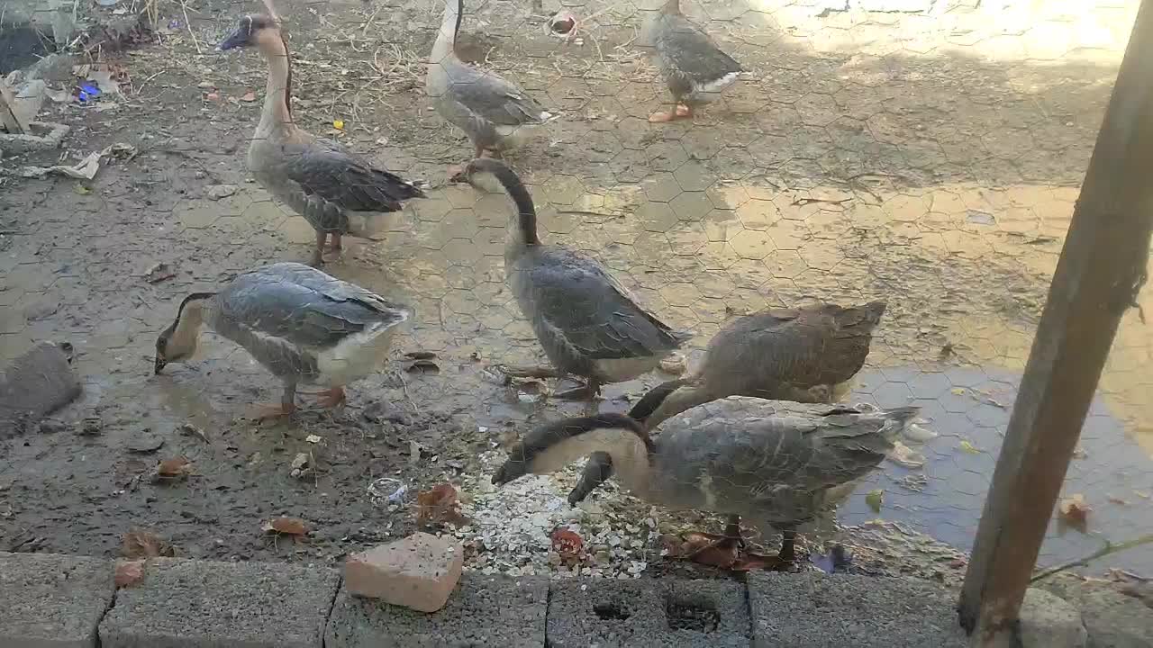 غوغاز افریقایی|حیوانات مزرعه|پیرانشهر, |دیوار