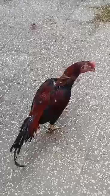 خروس لاری تاج مهر|حیوانات مزرعه|رشت, ترمینال|دیوار