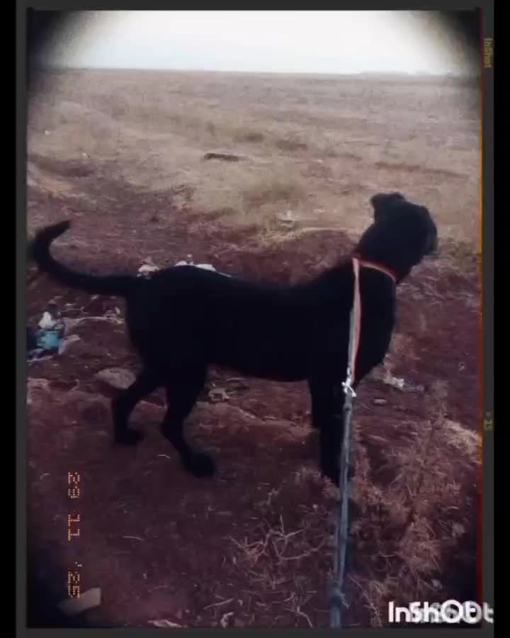 سگ گمشده عور|سگ|مشگین شهر, |دیوار