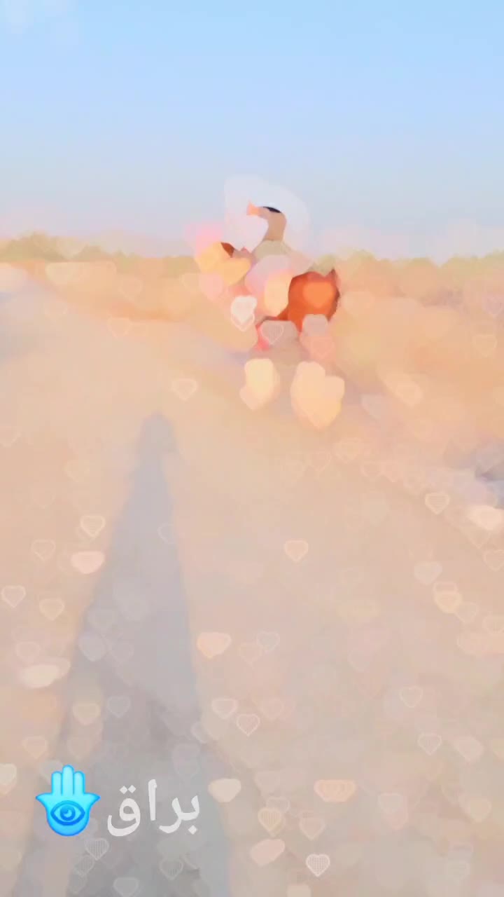 نریان کورسی|اسب و تجهیزات اسبسواری|میناب, |دیوار