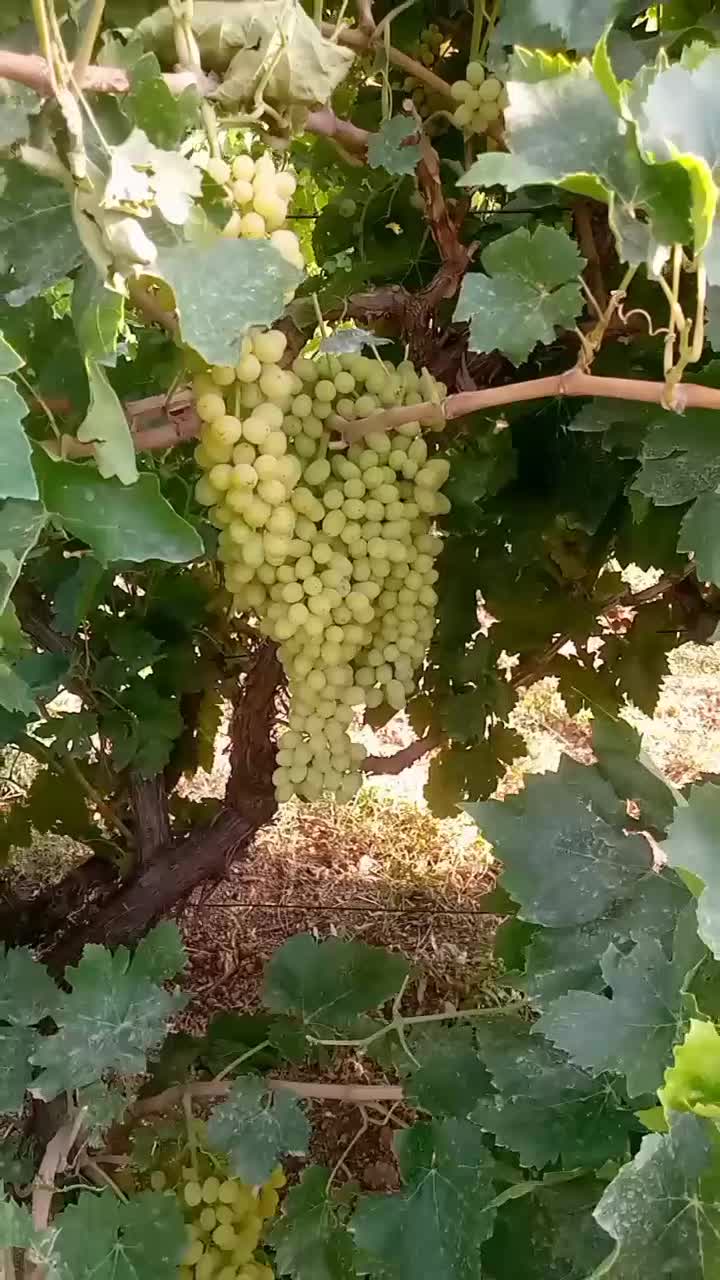 نهال انگورخوشه طلایی|خدمات باغبانی و درختکاری|تاکستان, |دیوار