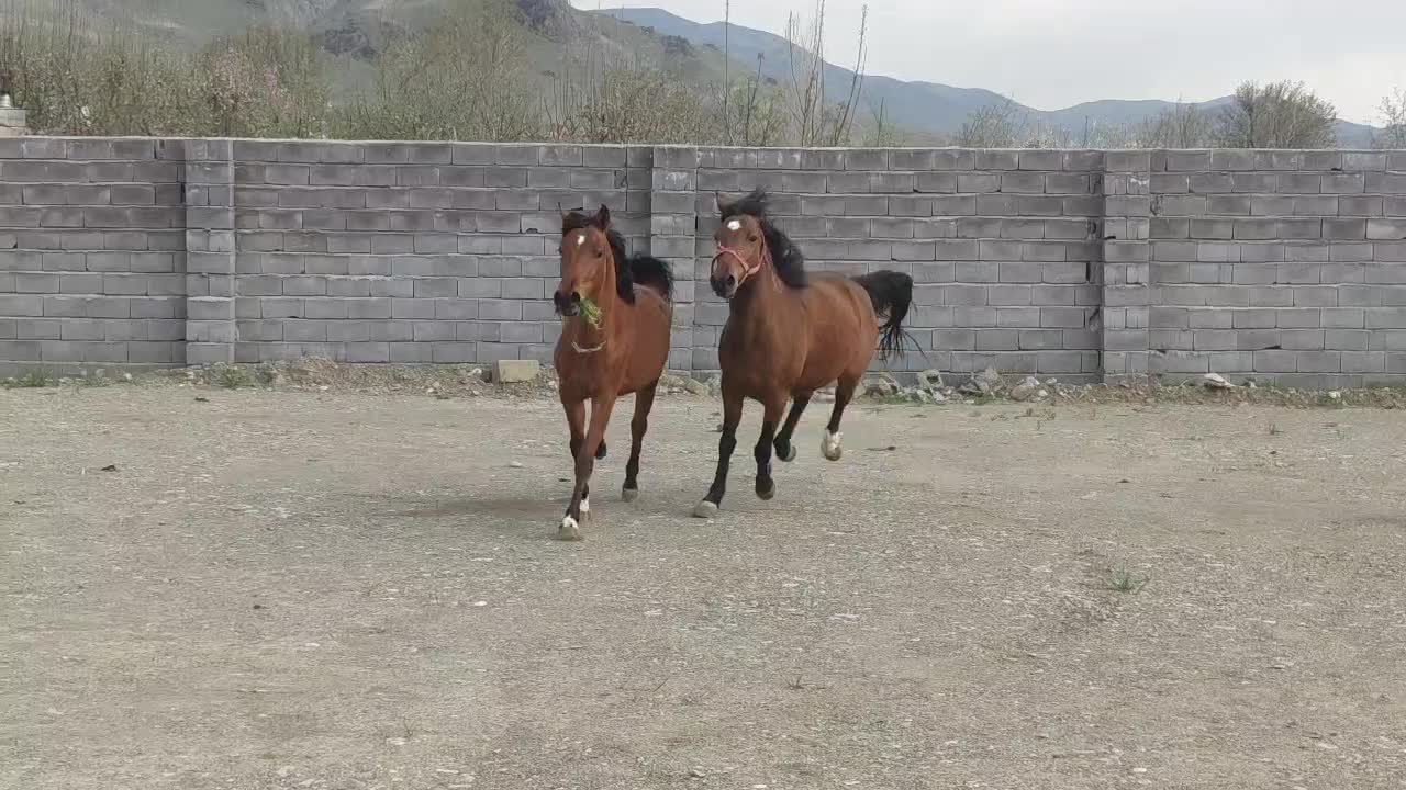 فروش مادیان  شش ساله و کوره مادیان|اسب و تجهیزات اسب‌سواری|سنندج, |دیوار