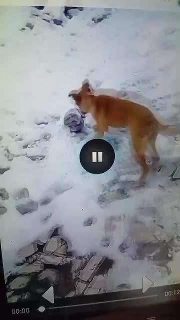 سگ نگهبان زرنگ وباهوش وزیبا|سگ|تربتحیدریه, کاشانی|دیوار