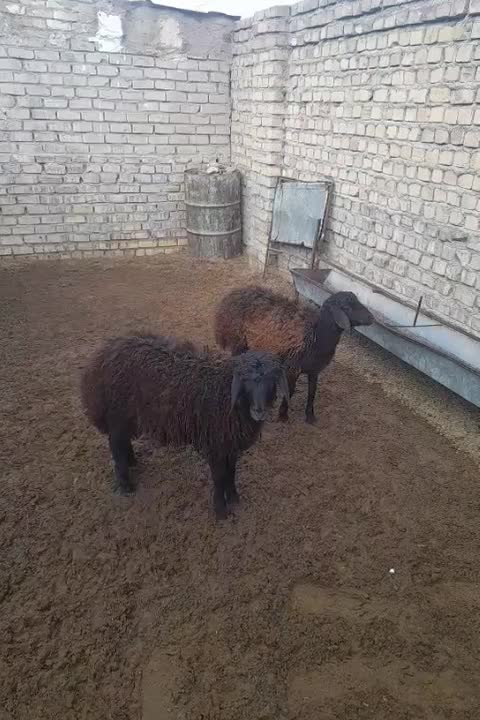 فروش دوتا بره ماده همو|حیوانات مزرعه|فیروزه, |دیوار