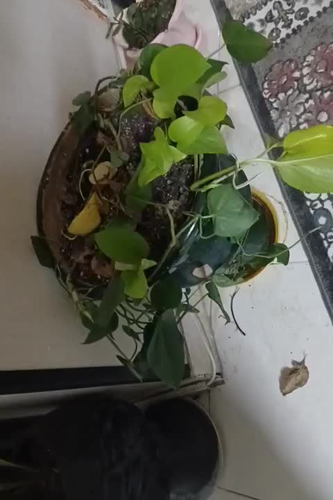 گل رونده|گل و گیاه طبیعی|سمنان, |دیوار