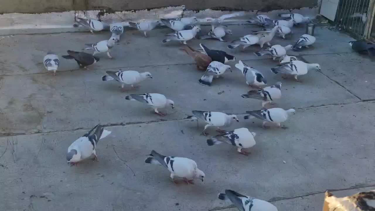 پرنده|پرنده|بیرجند, |دیوار