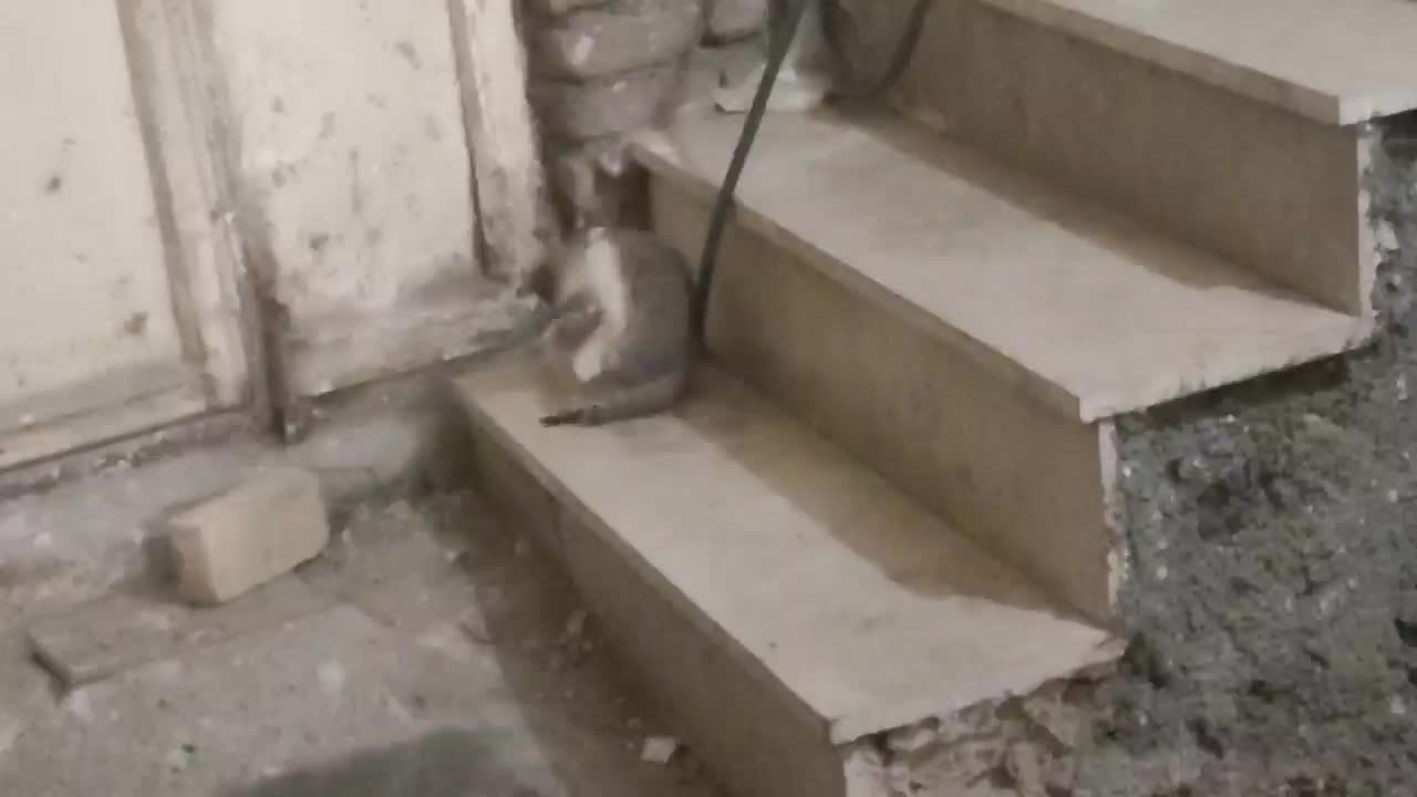 واگزاری 4تا بچه گربه|گربه|کرمانشاه, |دیوار