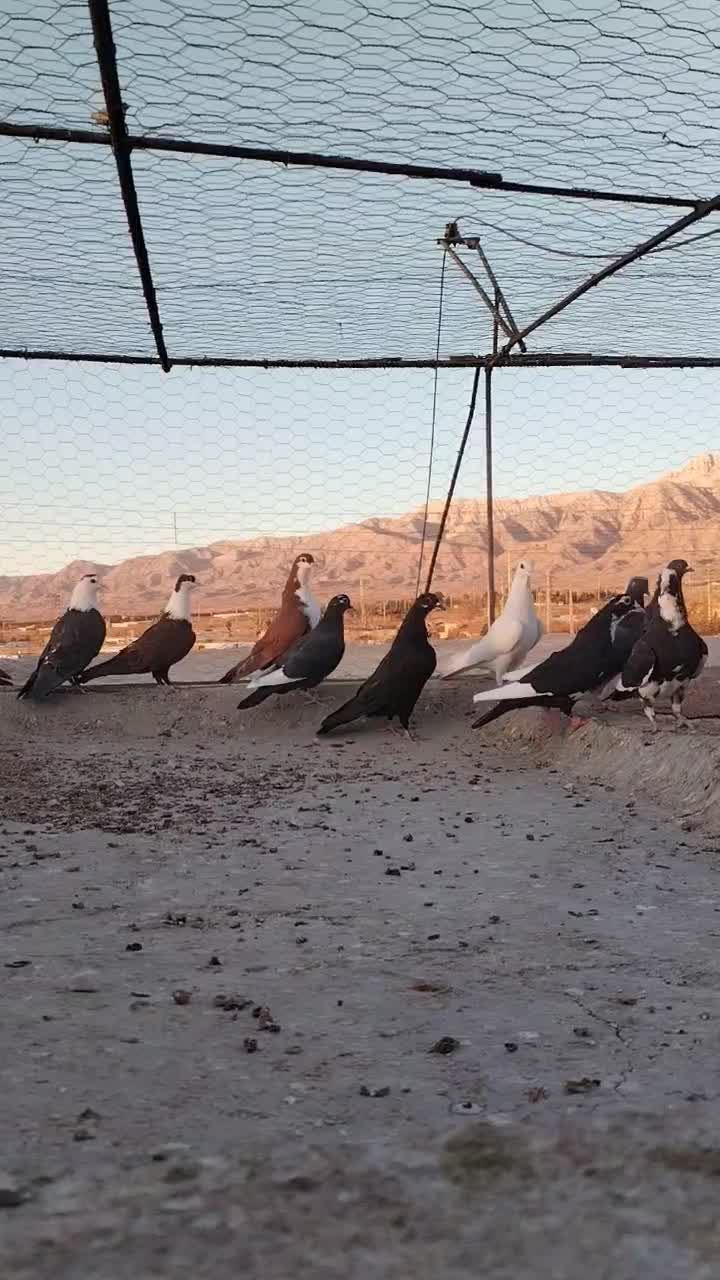 پرنده، کبوتر پریدنی|پرنده|نگار, |دیوار