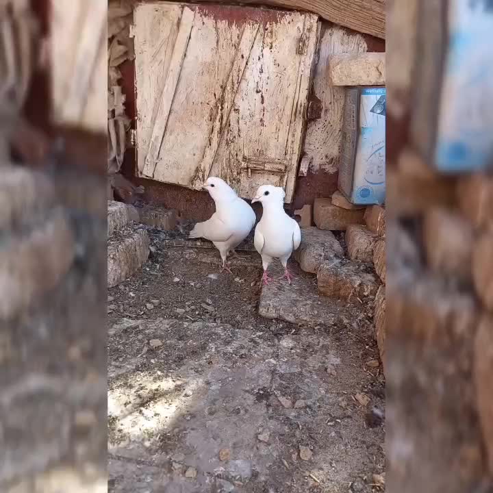 گم شود|حیوانات|رفسنجان, |دیوار