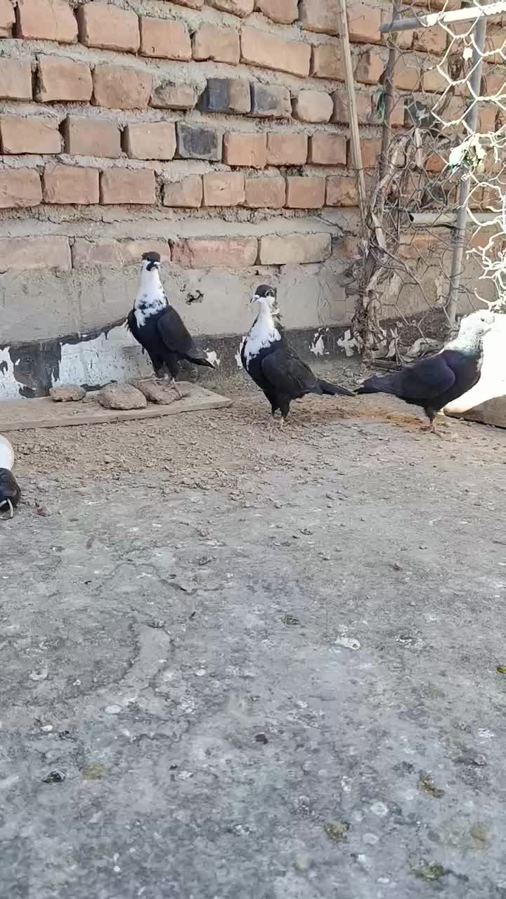 سه تا ماده ریش کاکل|پرنده|خاش, |دیوار