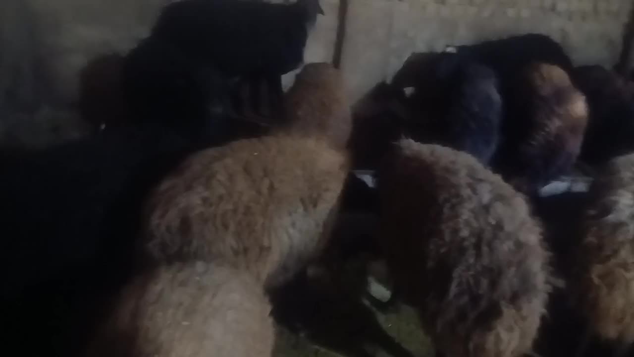 بره نر چاق درجه یک|حیوانات مزرعه|تویسرکان, |دیوار