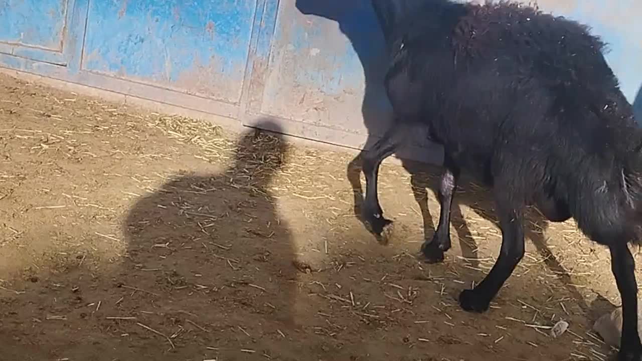 بره قوچ|حیوانات مزرعه|قره پشتلو, |دیوار