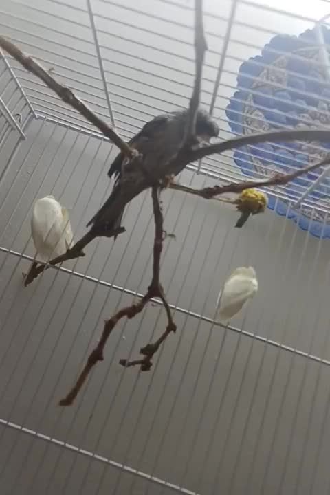 قناری گلاستر.  ماده|پرنده|مشهد, هدایت|دیوار