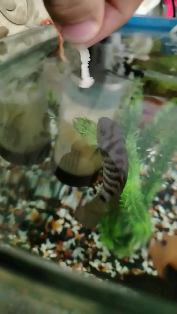 سیچیلاد گوره خری مولد نر کشیده معاوضه با...|ماهی|ماهدشت, |دیوار