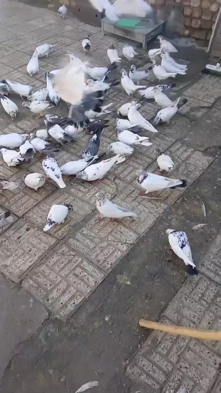 کفتر|پرنده|پیر بکران, |دیوار