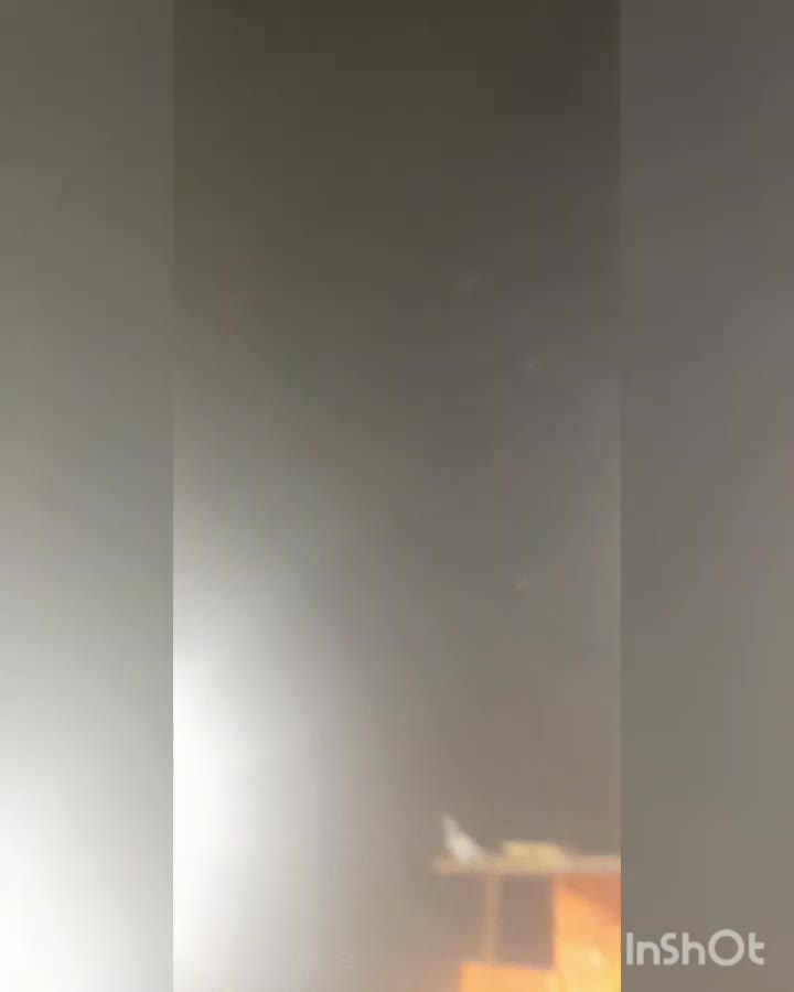 کبوتر رنگی جفتی و تکی|پرنده|مینودشت, |دیوار