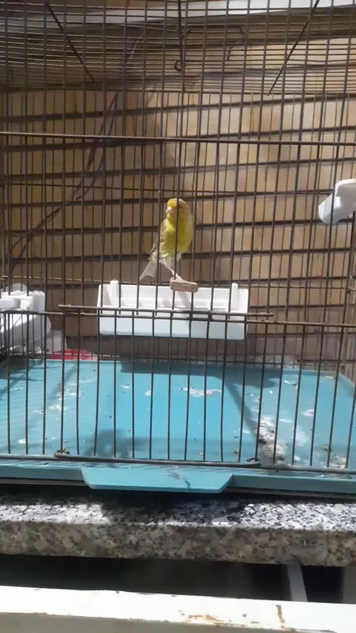 قناری نر سبز کشیده (دورگه سبز علیخانی)|پرنده|تهران, زرگنده|دیوار