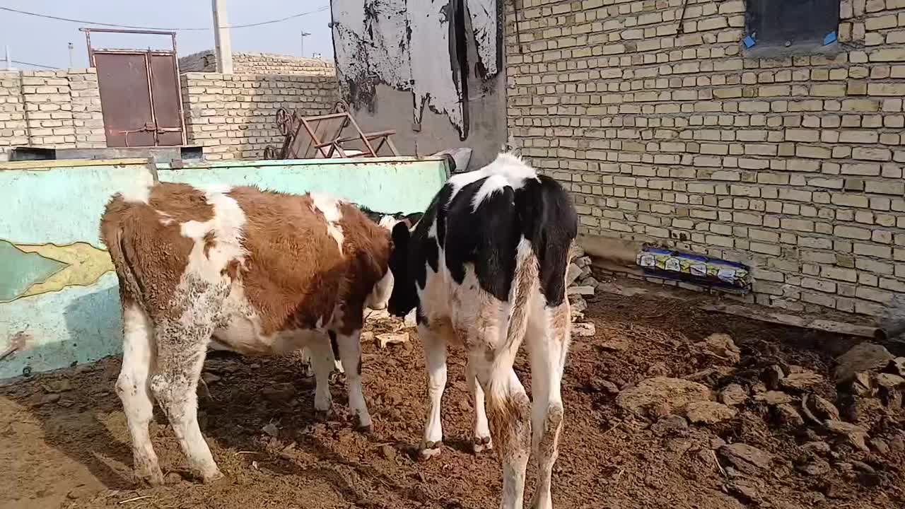 ۳راس گوساله ماده ۲راس سمینتال ۱راس هلشتاین جنس|حیوانات مزرعه|تاکستان, |دیوار