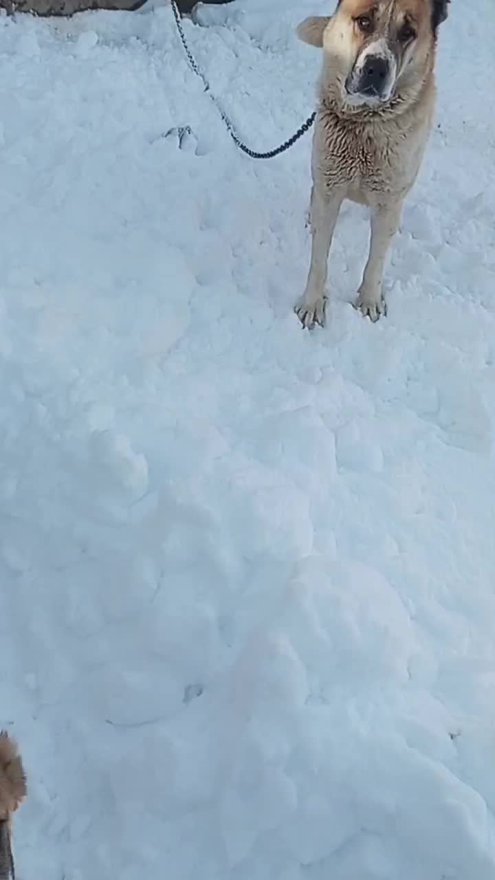 سگ گله گوسفندی|سگ|فاروج, |دیوار