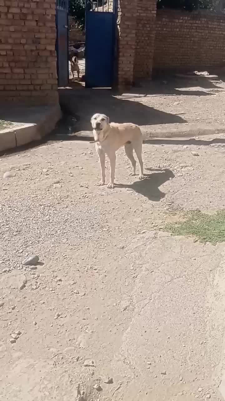 سگ گله ای نگهبان|سگ|کرمانشاه, |دیوار