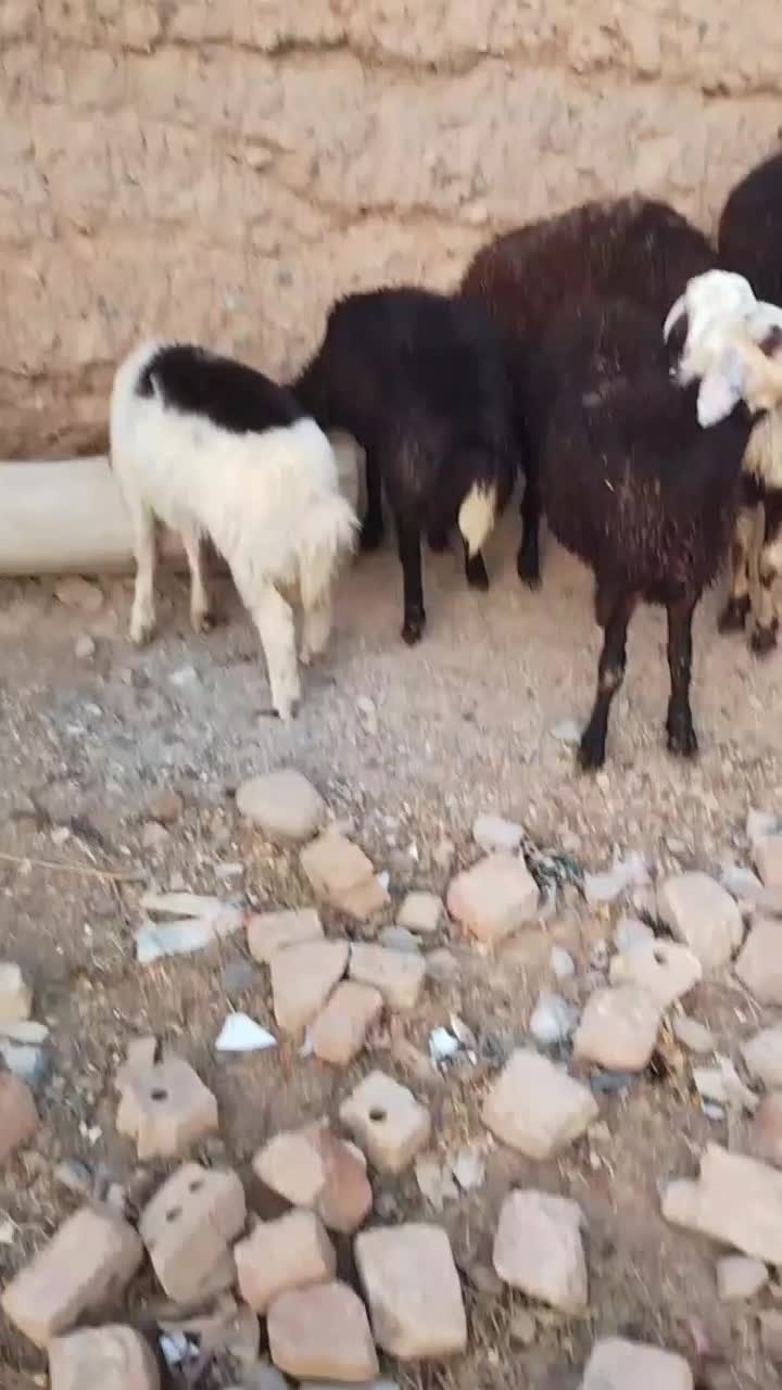 بره‌ماده‌بروجردی‌عالی|حیوانات مزرعه|تربت‌حیدریه, بالا ولایت|دیوار