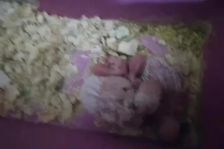 با جفت طوقی یا جفت جوجه طوقی زاغ یا جفت جوجه زاغ|پرنده|لالی, |دیوار