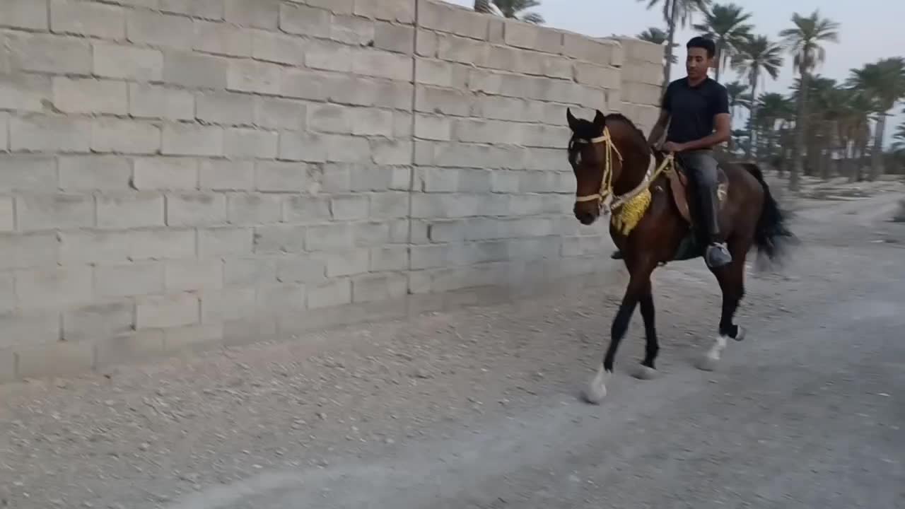 اسب دره شور نریون|اسب و تجهیزات اسبسواری|فورگ, |دیوار