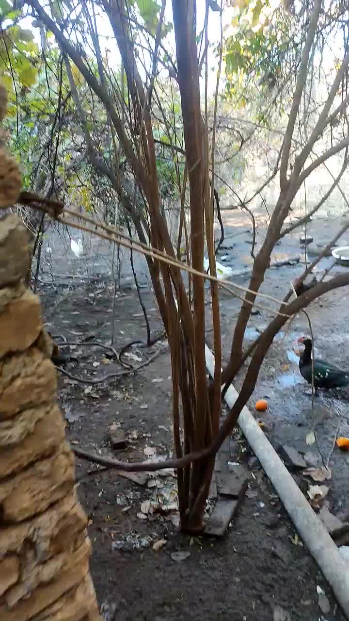 قوغاز سفید|حیوانات مزرعه|علیآباد کتول, |دیوار