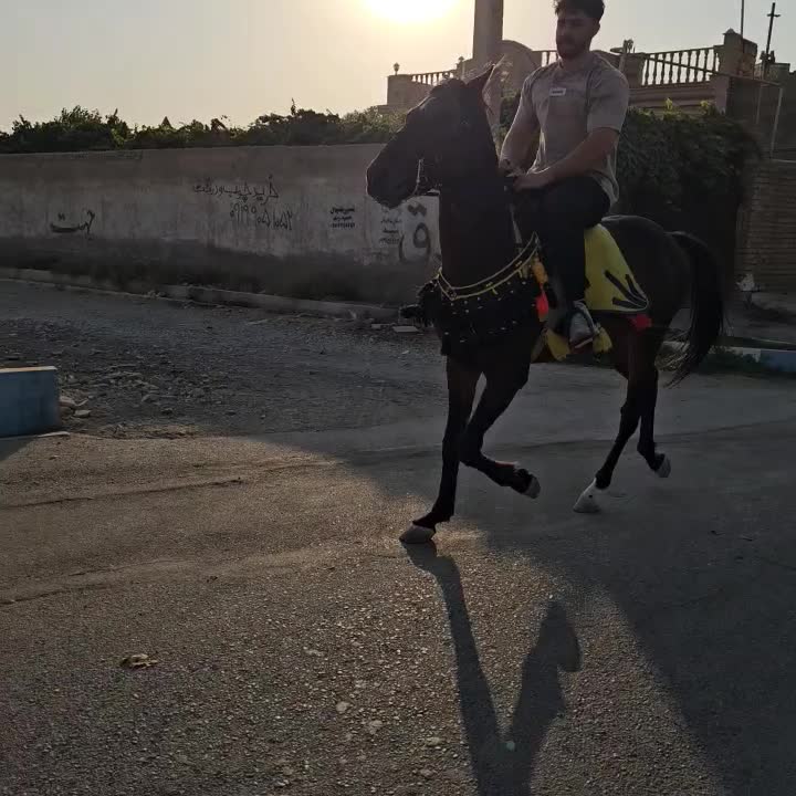 اسب دوخون|اسب و تجهیزات اسب‌سواری|پیشوا, |دیوار