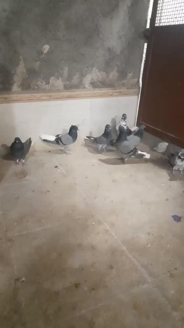 کبوتر مایه پرش سنگین|پرنده|تهران, آرژانتین|دیوار