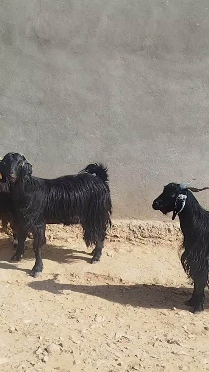 بز چبش|حیوانات مزرعه|مرودشت, رودبال|دیوار