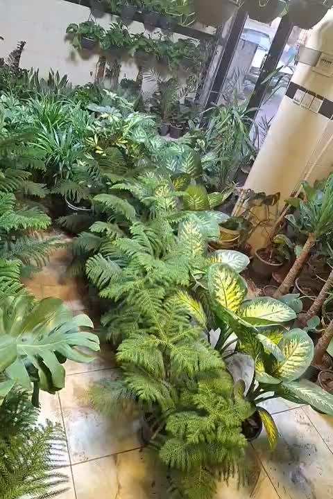 گل وگیاه|گل و گیاه طبیعی|کنگاور, |دیوار