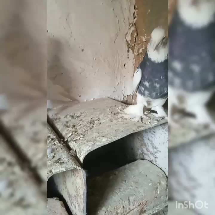 کبوتر ارسنجان|پرنده|ارسنجان, |دیوار