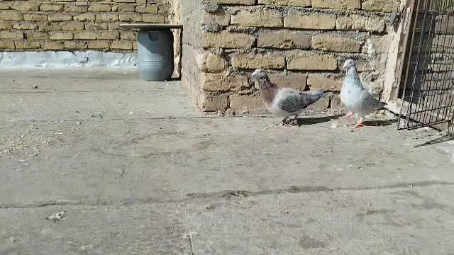 کبوتر هفرنگ رنگی|پرنده|بوئین زهرا, |دیوار