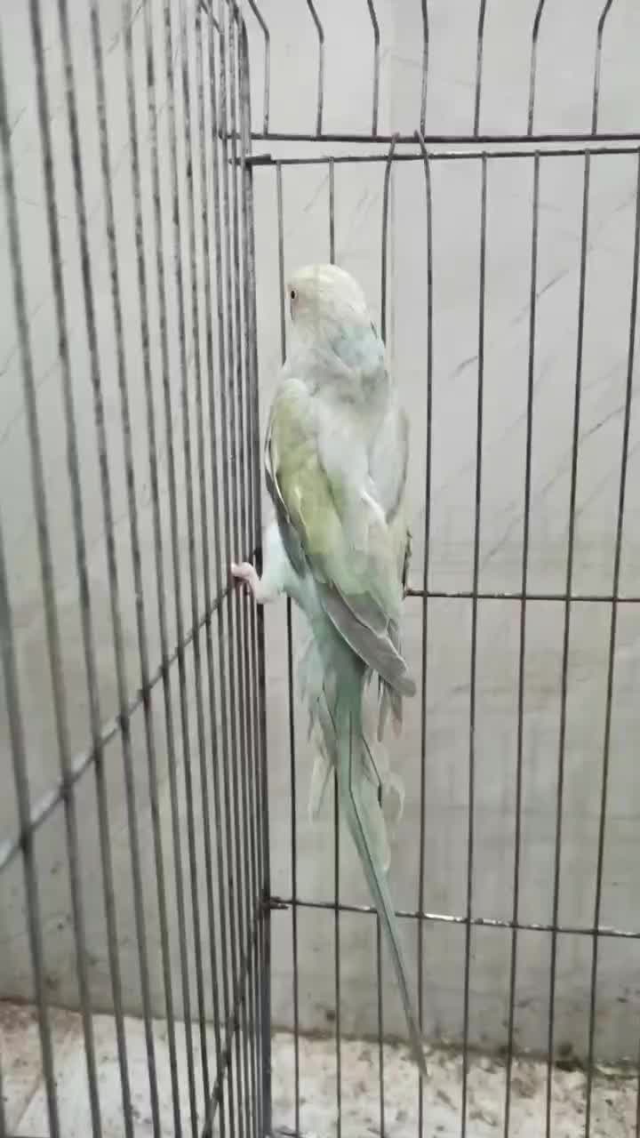 طوطی ملنگو اوپال ابی ماده (ملنگو رنگی لوتینو‌،ابی)|پرنده|تالش, هشتپر|دیوار