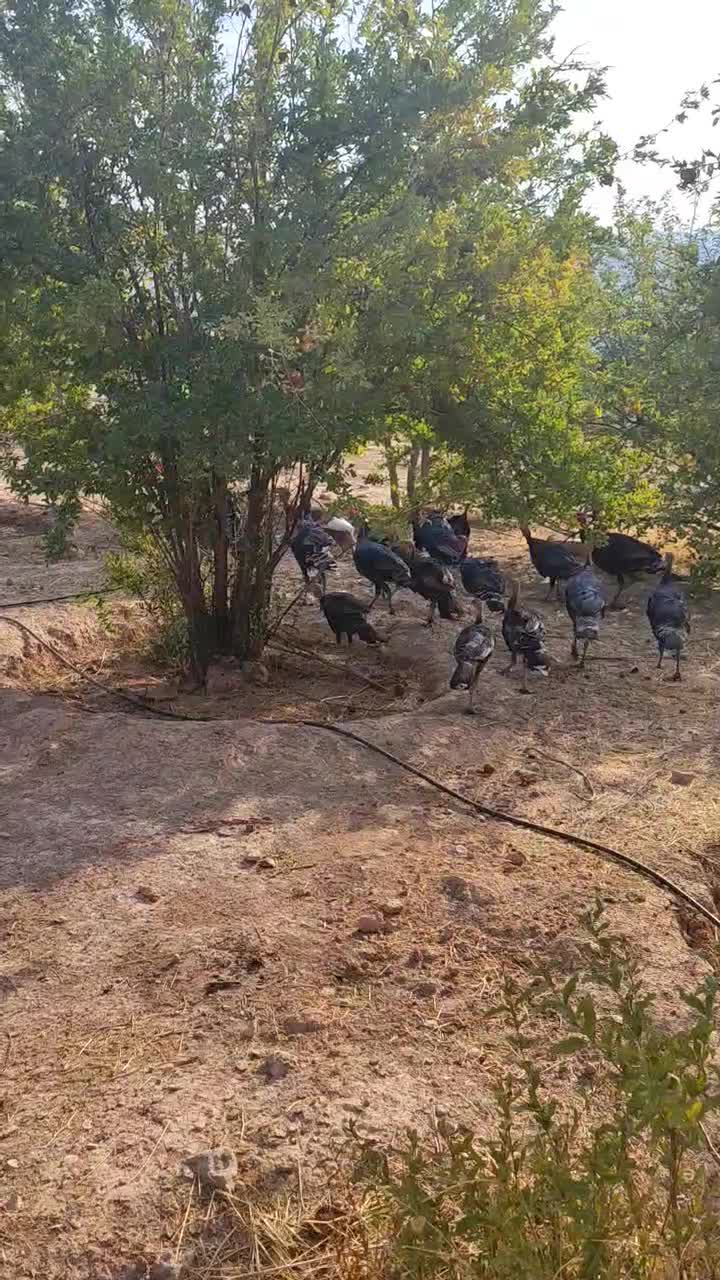 بوقلمون برنز آمریکایی|حیوانات مزرعه|قلعه ممبی, |دیوار