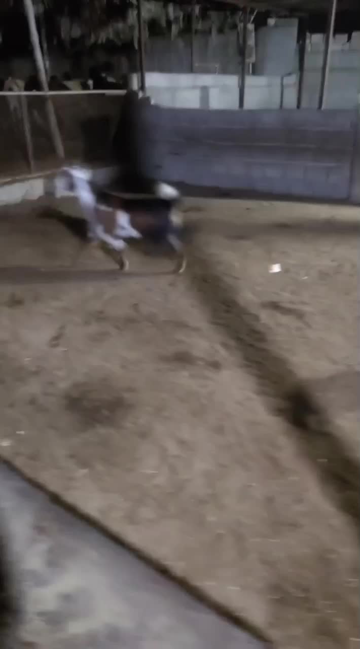 کهره چاق|حیوانات مزرعه|بندر گناوه, |دیوار