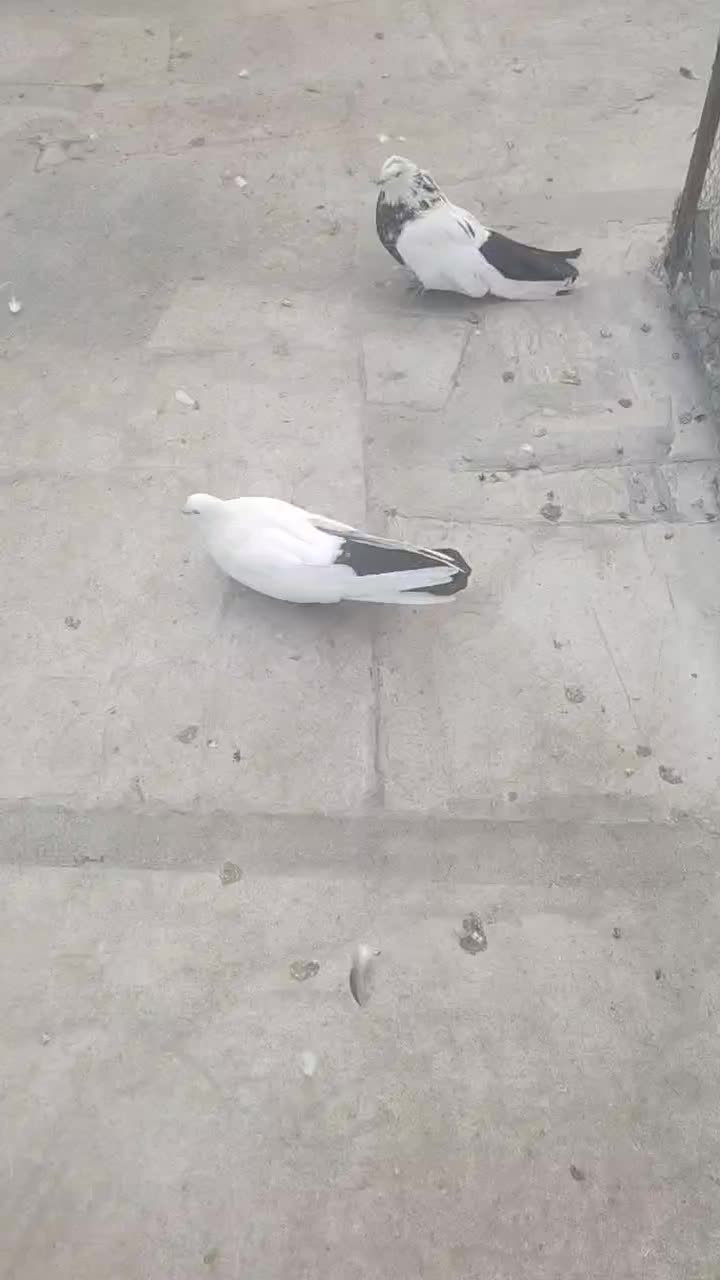 کبوتر  فروشی ذمبی|پرنده|میانه, |دیوار