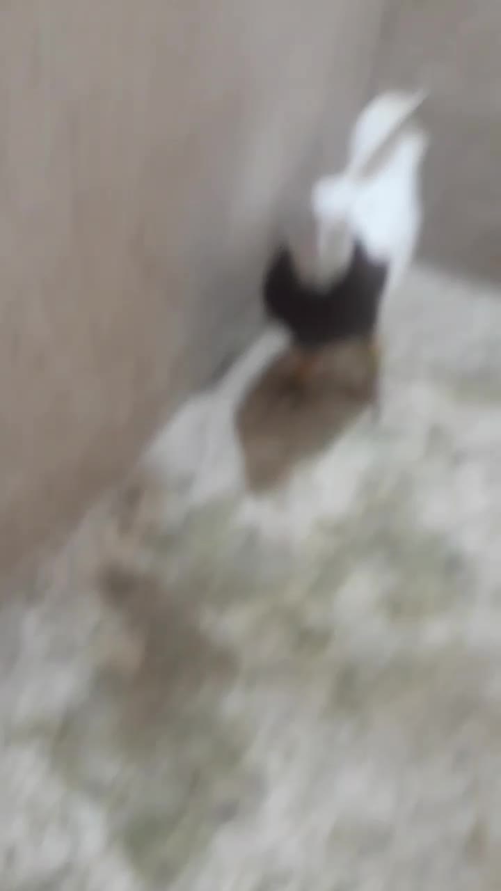 کفتر صید|پرنده|مشهد, رده|دیوار