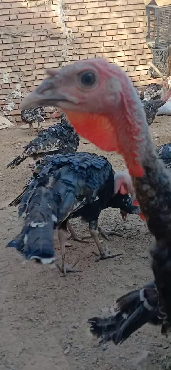 بوقلمون|حیوانات مزرعه|تهران, مشیریه|دیوار