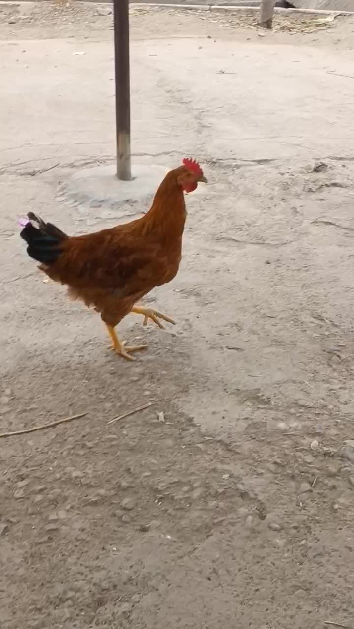 ۱عدد خروس سرحال وجوان|حیوانات مزرعه|پاکدشت, شهرک امام رضا|دیوار