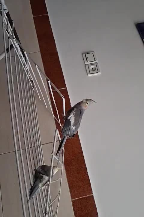 4000000میلیون|پرنده|وحیدیه, |دیوار