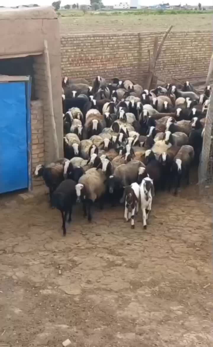 گوسفند.گاو.زنده.باهر قیمتی.گشتار رایگان|حیوانات مزرعه|مشهد, نوید (بلوار کشاورز)|دیوار