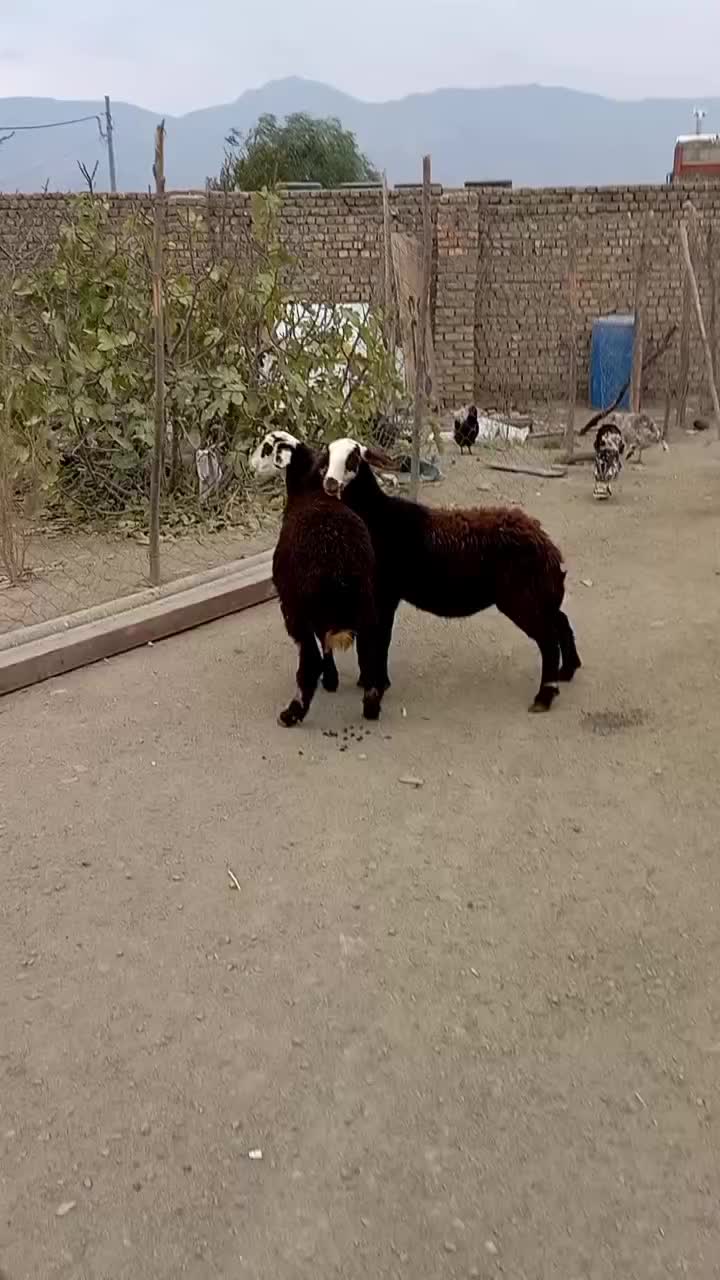 بره ماده|حیوانات مزرعه|سیلاخور, |دیوار