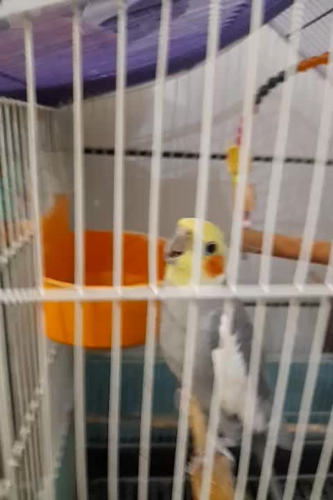 عروس هلندی سالم وسرحال  سخنگوو|پرنده|سوسنگرد, |دیوار