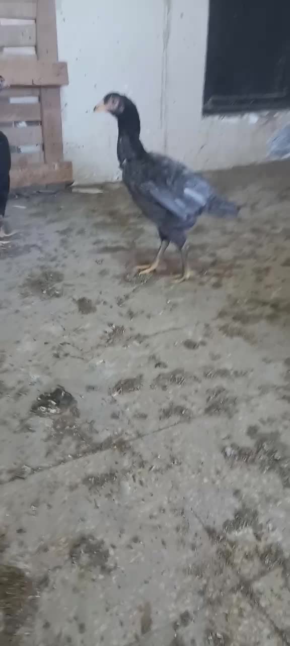 تخم مرغ لاری|حیوانات مزرعه|سبزوار, شهرک ابوذر|دیوار