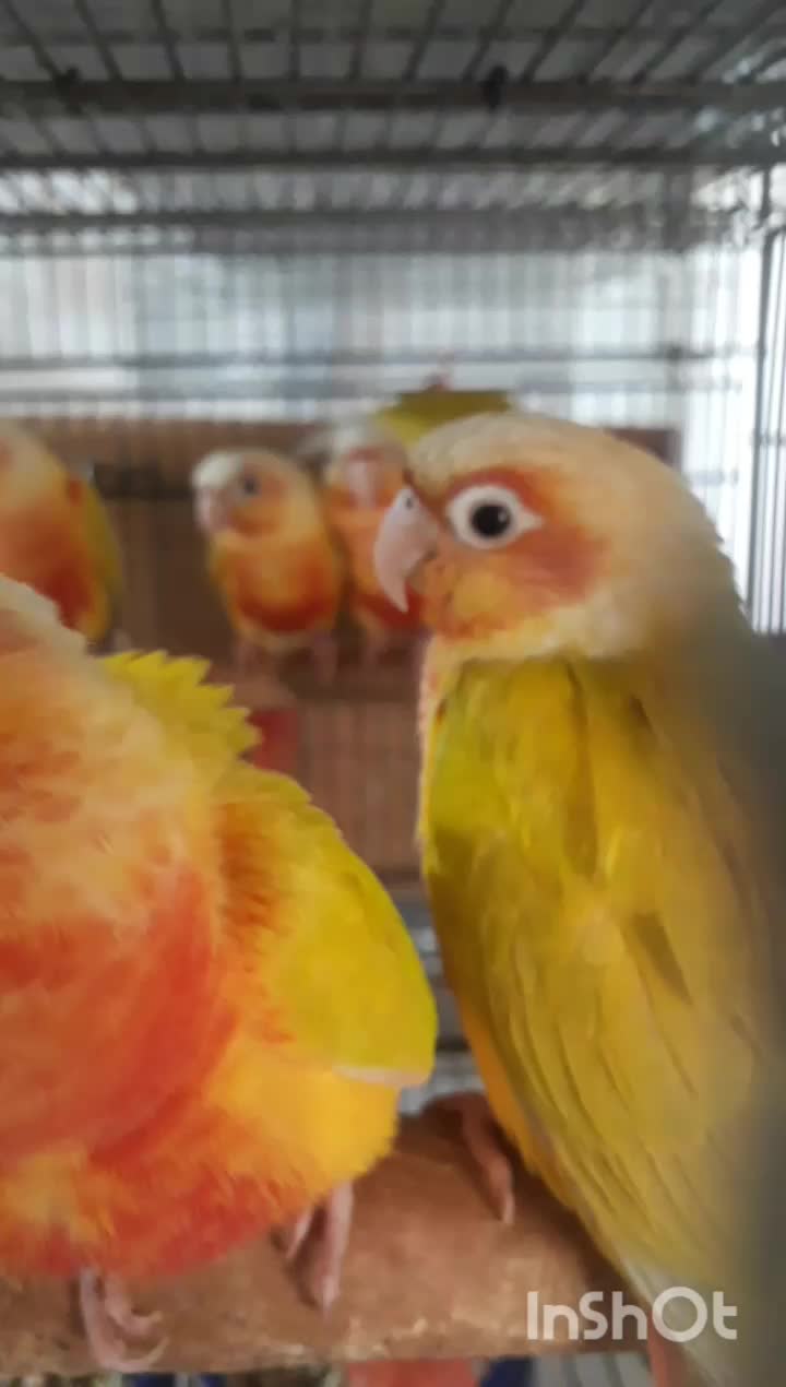 گیرینچیک ردچیک سرخ|پرنده|رودسر, |دیوار